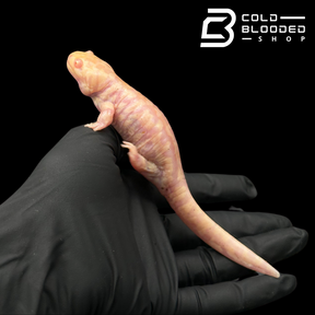 CB Albino Tiger Salamanders - Ambystoma tigrinum