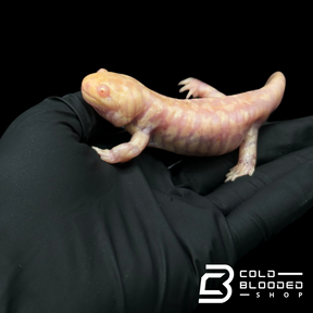 CB Albino Tiger Salamanders - Ambystoma tigrinum