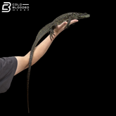 Adult Female Amboina Sailfin Dragon Lizard - Hydrosaurus Amboinensis