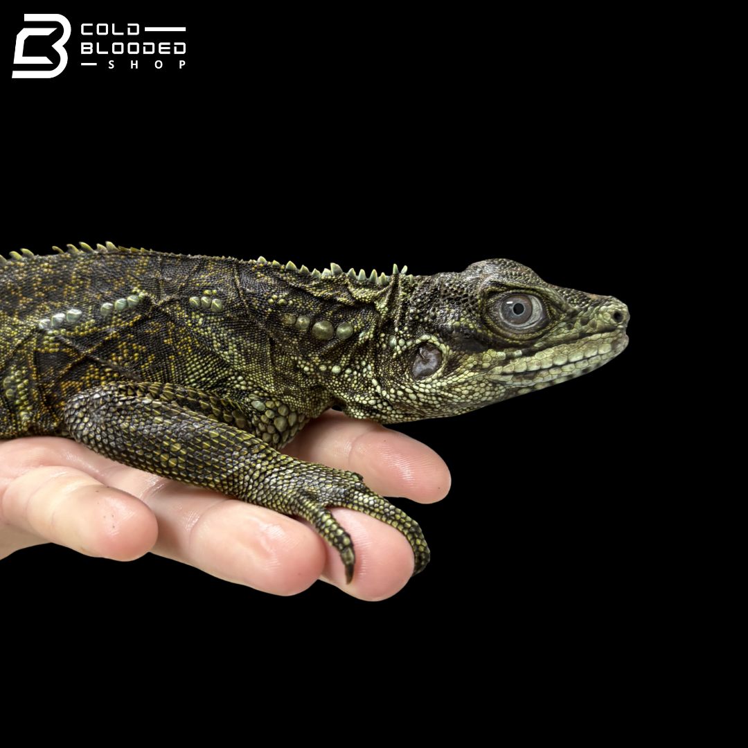 Adult Female Amboina Sailfin Dragon Lizard - Hydrosaurus Amboinensis