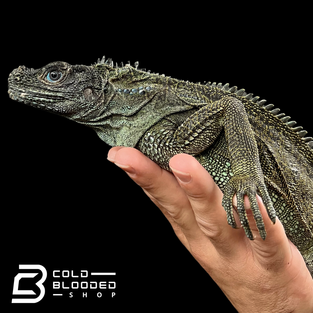 Weberi Sailfin Dragon Lizard - Hydrosaurus weberi #2