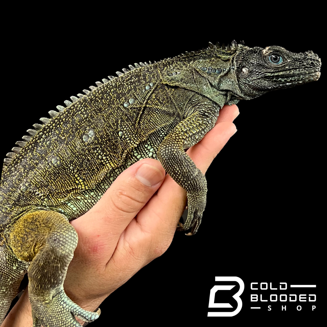 Weberi Sailfin Dragon Lizard - Hydrosaurus weberi #2