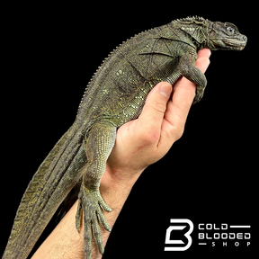 Weberi Sailfin Dragon Lizard - Hydrosaurus weberi #3