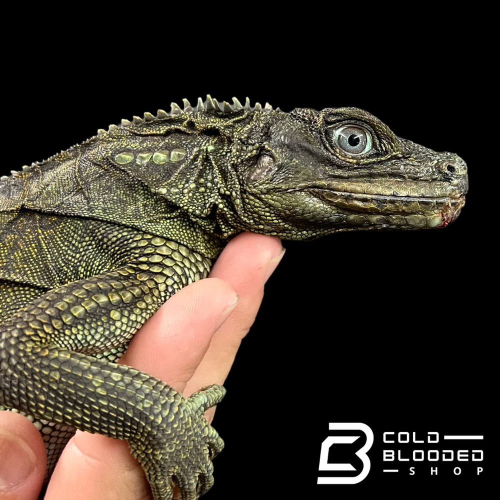 Lizards for Sale Online - Live Arrival Guarantee & Overnight Shipping ...