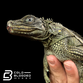 Weberi Sailfin Dragon Lizard - Hydrosaurus weberi #3
