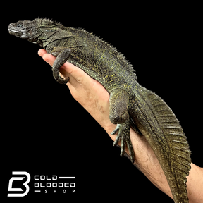 Weberi Sailfin Dragon Lizard - Hydrosaurus weberi #4