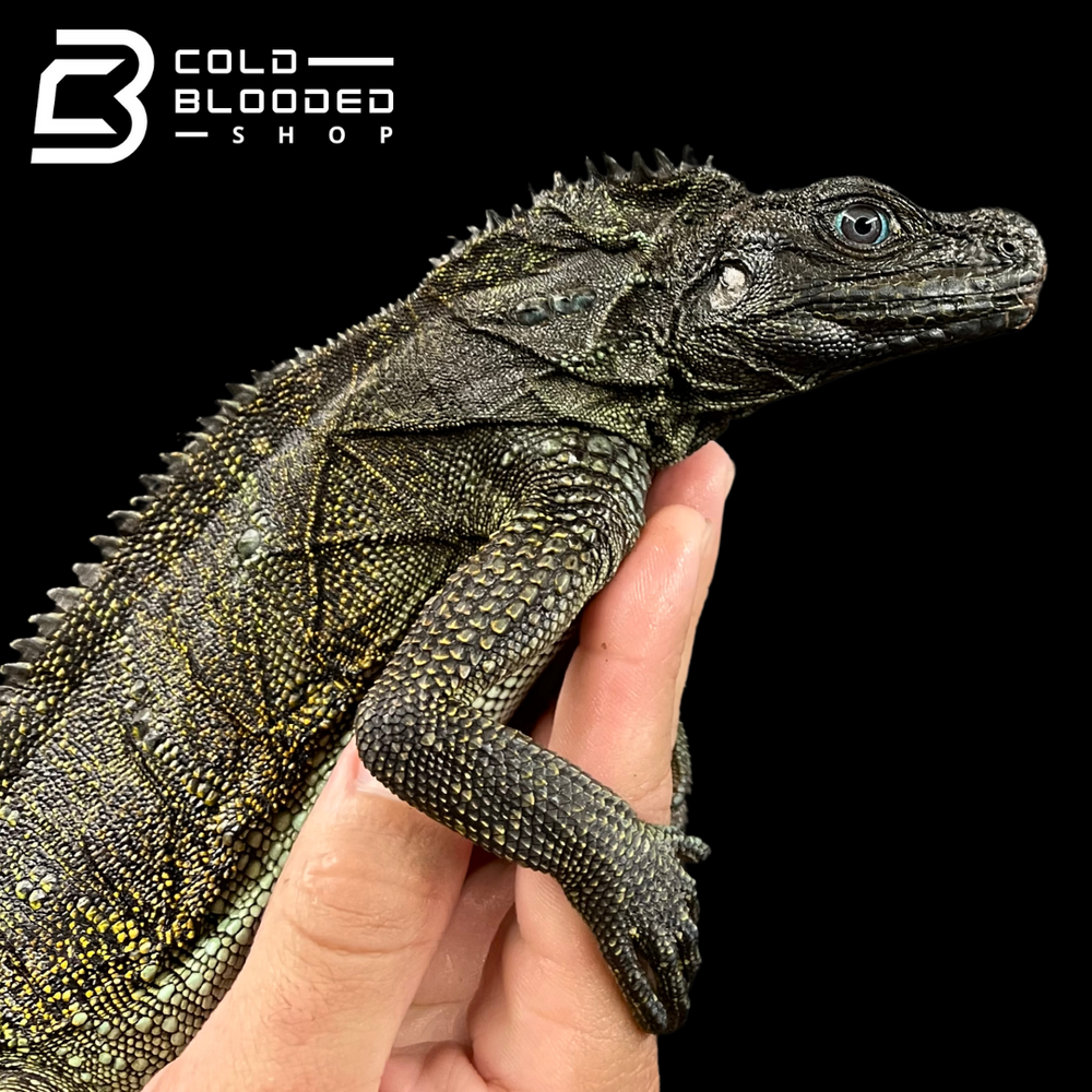 Lizards for Sale Online - Live Arrival Guarantee & Overnight Shipping ...