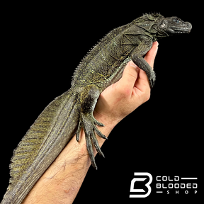 Weberi Sailfin Dragon Lizard - Hydrosaurus weberi #4