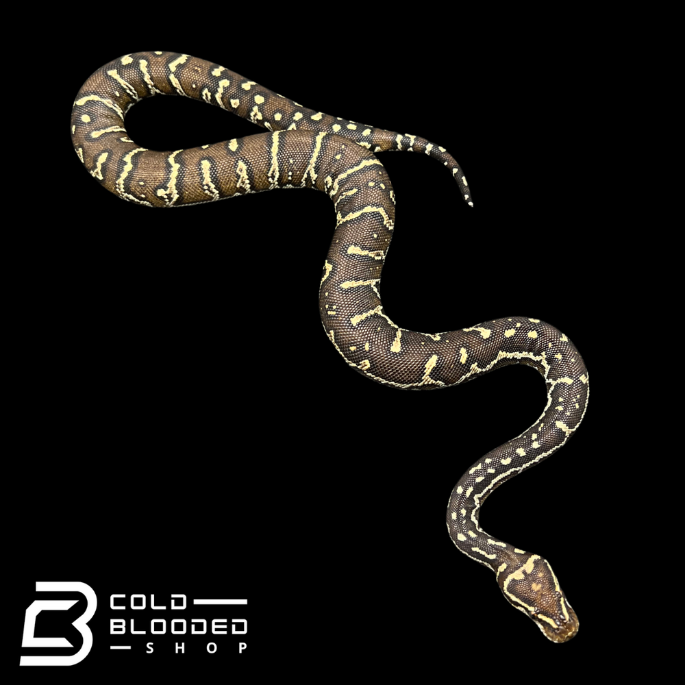 Angolan Python Female Angolan Python - Python anchietae
