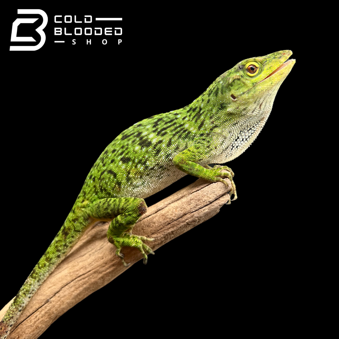 Neotropical Green Anole - Anolis biporcatus