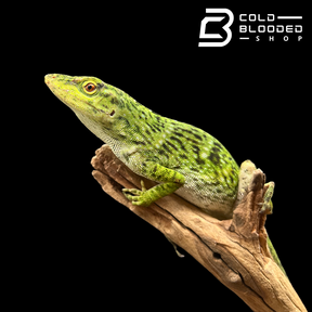 Neotropical Green Anole - Anolis biporcatus