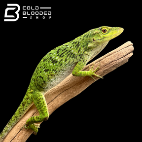 Neotropical Green Anole - Anolis biporcatus