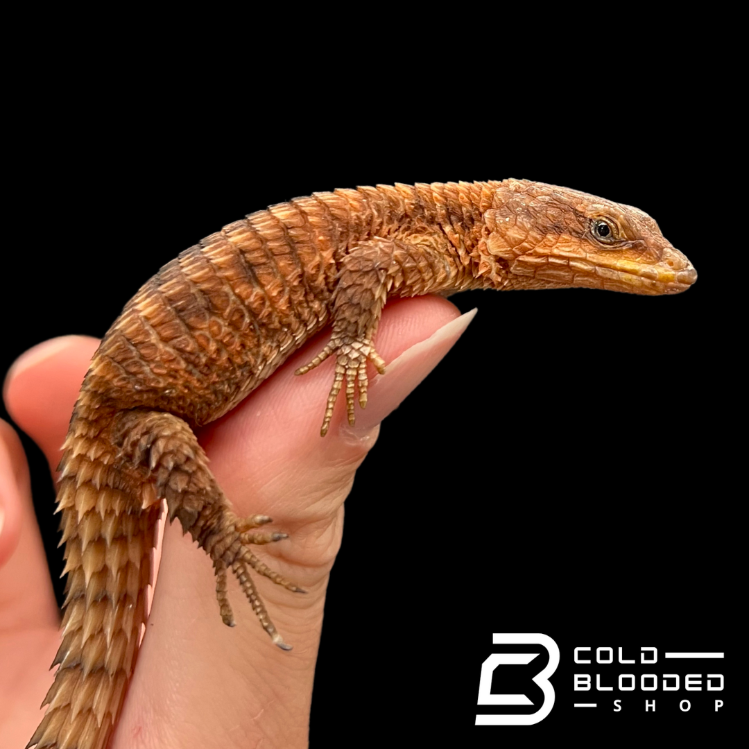 East African Armadillo Lizards - Cordylus tropidosternum