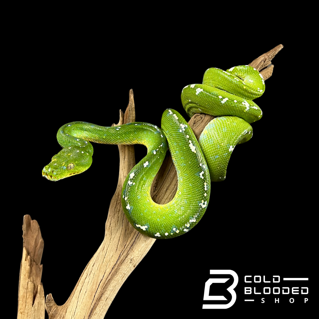 Female Aru Green Tree Python - Morelia viridis