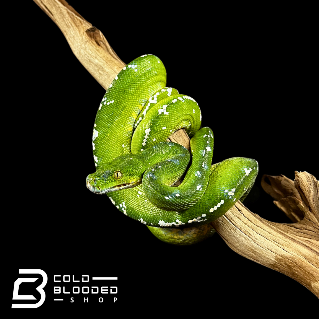 Female Aru Green Tree Python - Morelia viridis