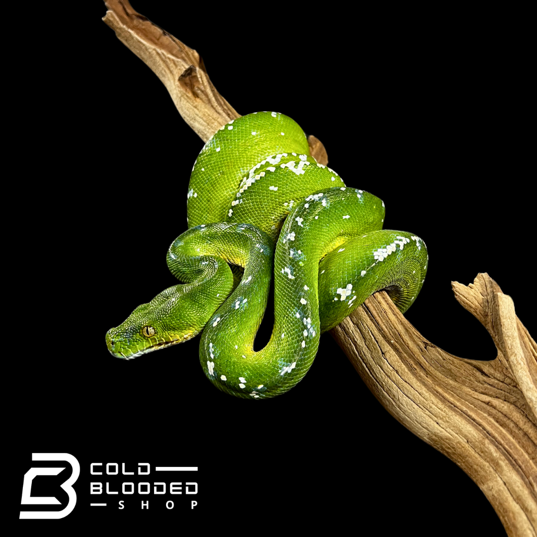 Female Aru Green Tree Python - Morelia viridis