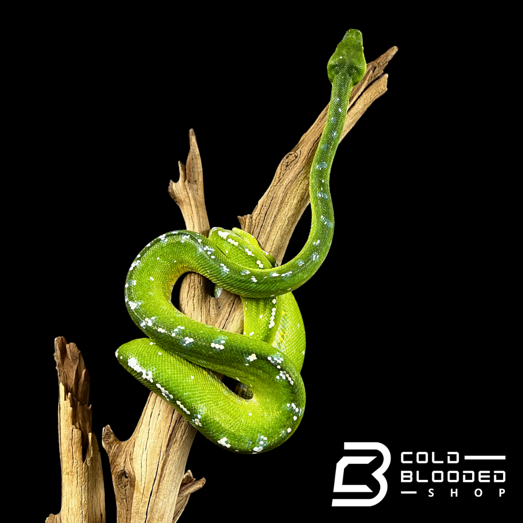 Female Aru Green Tree Python - Morelia viridis