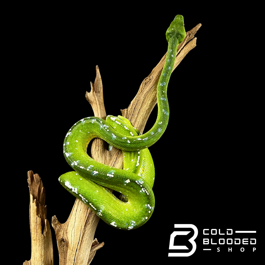 Tree Water Python Female Aru Green Tree Python - Morelia viridis