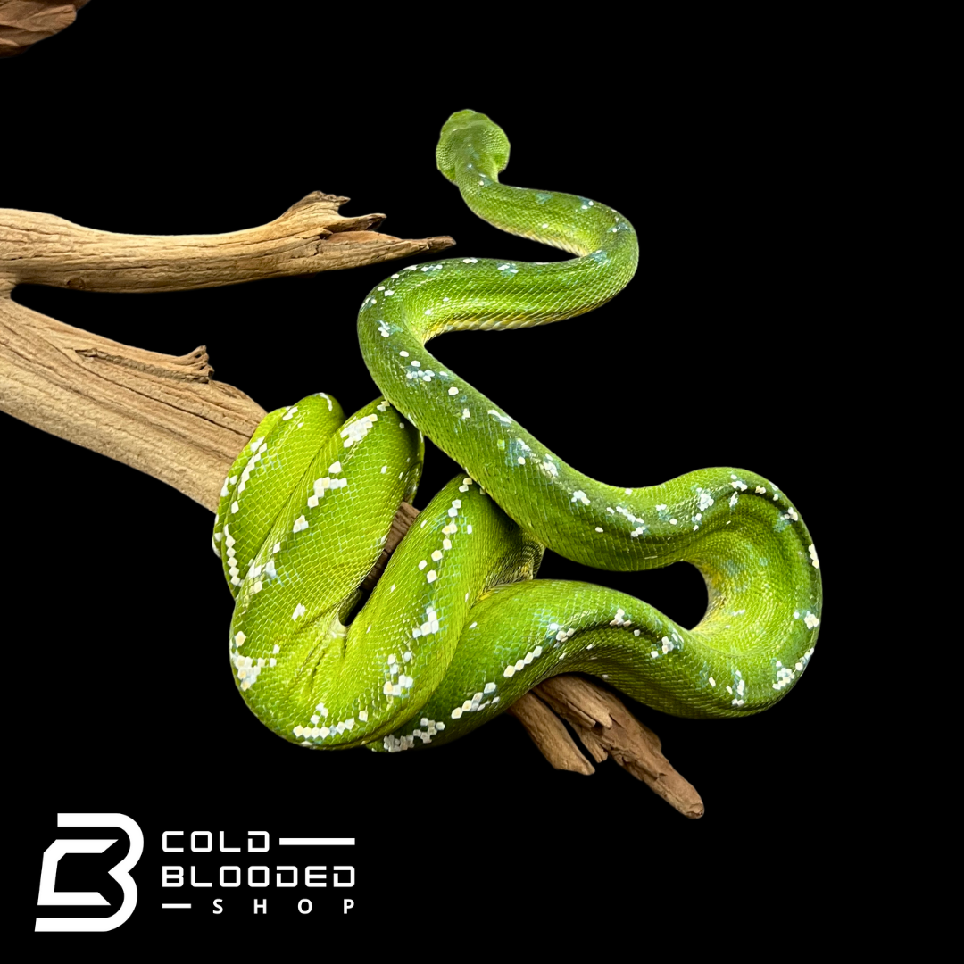 Female Aru Green Tree Python - Morelia viridis