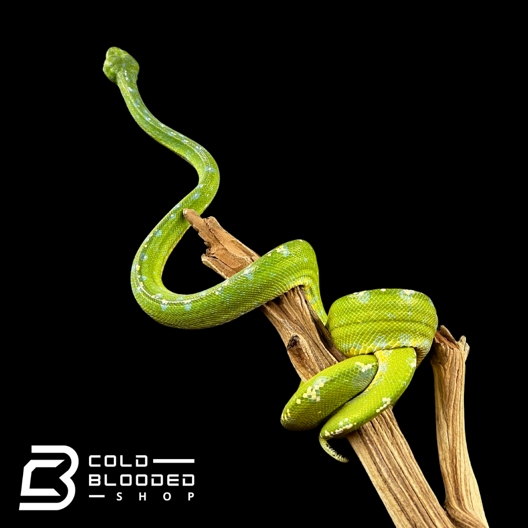 Tree Water Python Female Aru Green Tree Python - Morelia viridis