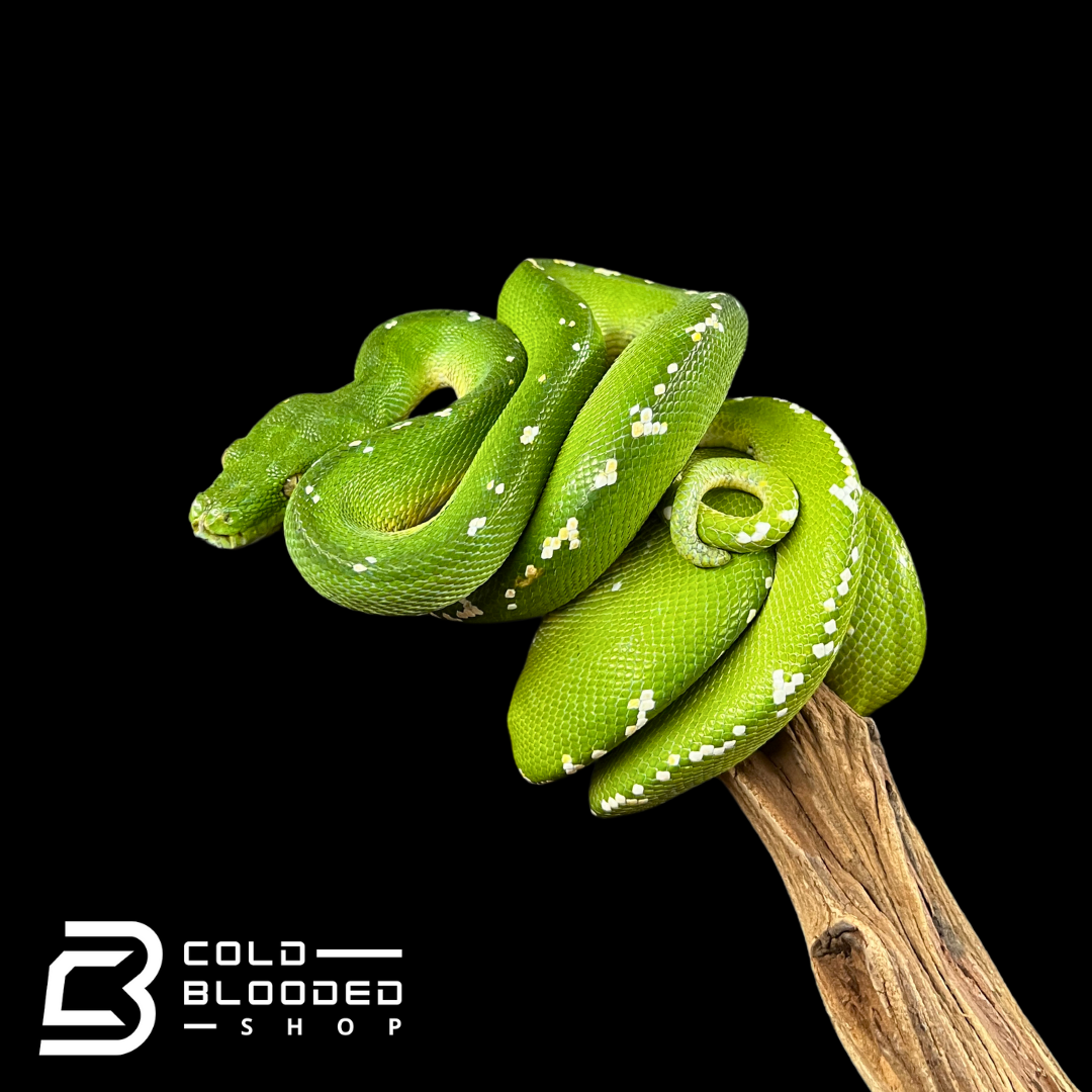 Male Aru Green Tree Python - Morelia viridis