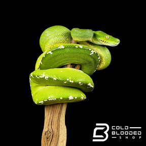 Male Aru Green Tree Python - Morelia viridis