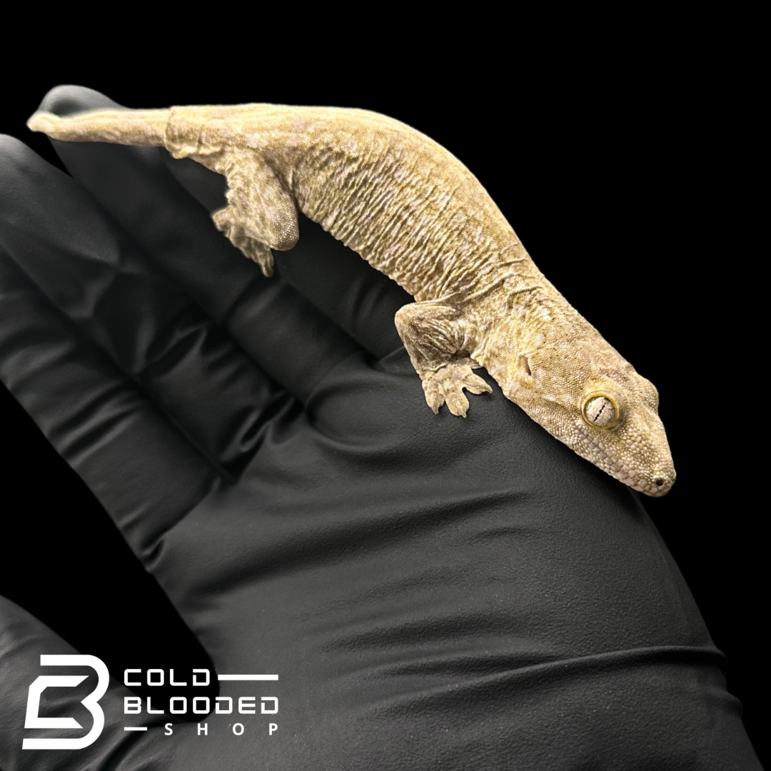 Assorted Juvenile Leachianus Geckos - Rhacodactylus leachianus