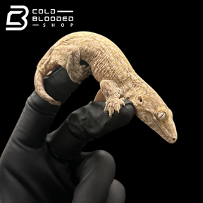 Assorted Juvenile Leachianus Geckos - Rhacodactylus leachianus