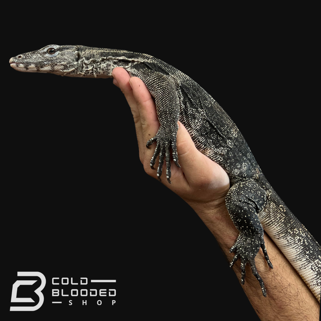 Male Axanthic Javan Water Monitor - Varanus salvator