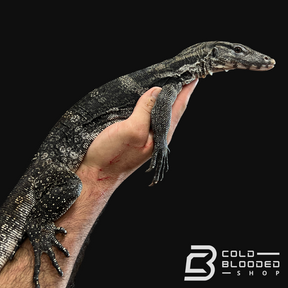 Male Axanthic Javan Water Monitor - Varanus salvator