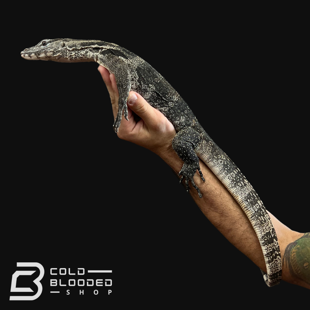 Male Axanthic Javan Water Monitor - Varanus salvator
