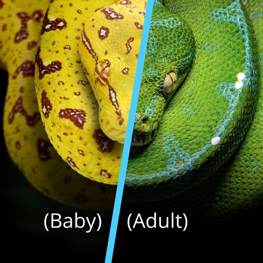 Baby Manokwari Green Tree Pythons - Morelia viridis