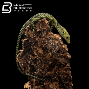 Baby Biak Tree Monitor - Varanus kordensis - Cold Blooded Shop