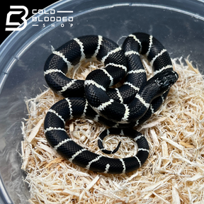 Baby Banded California Kingsnake - Lampropeltis californiae