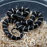 Baby Banded California Kingsnake - Lampropeltis californiae