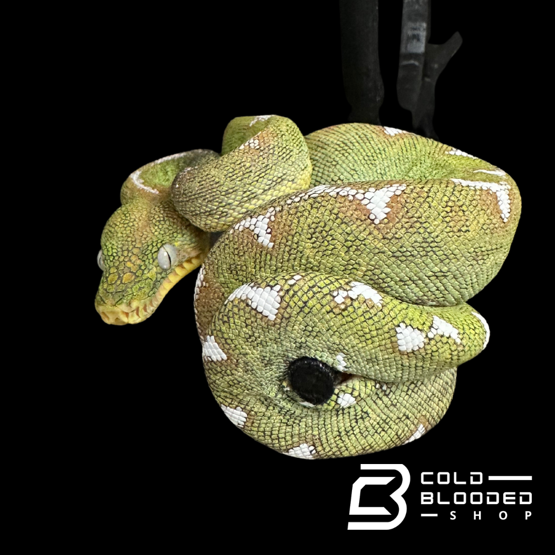 Amazon Basin Emerald tree boa female #5 - Corallus Batesii
