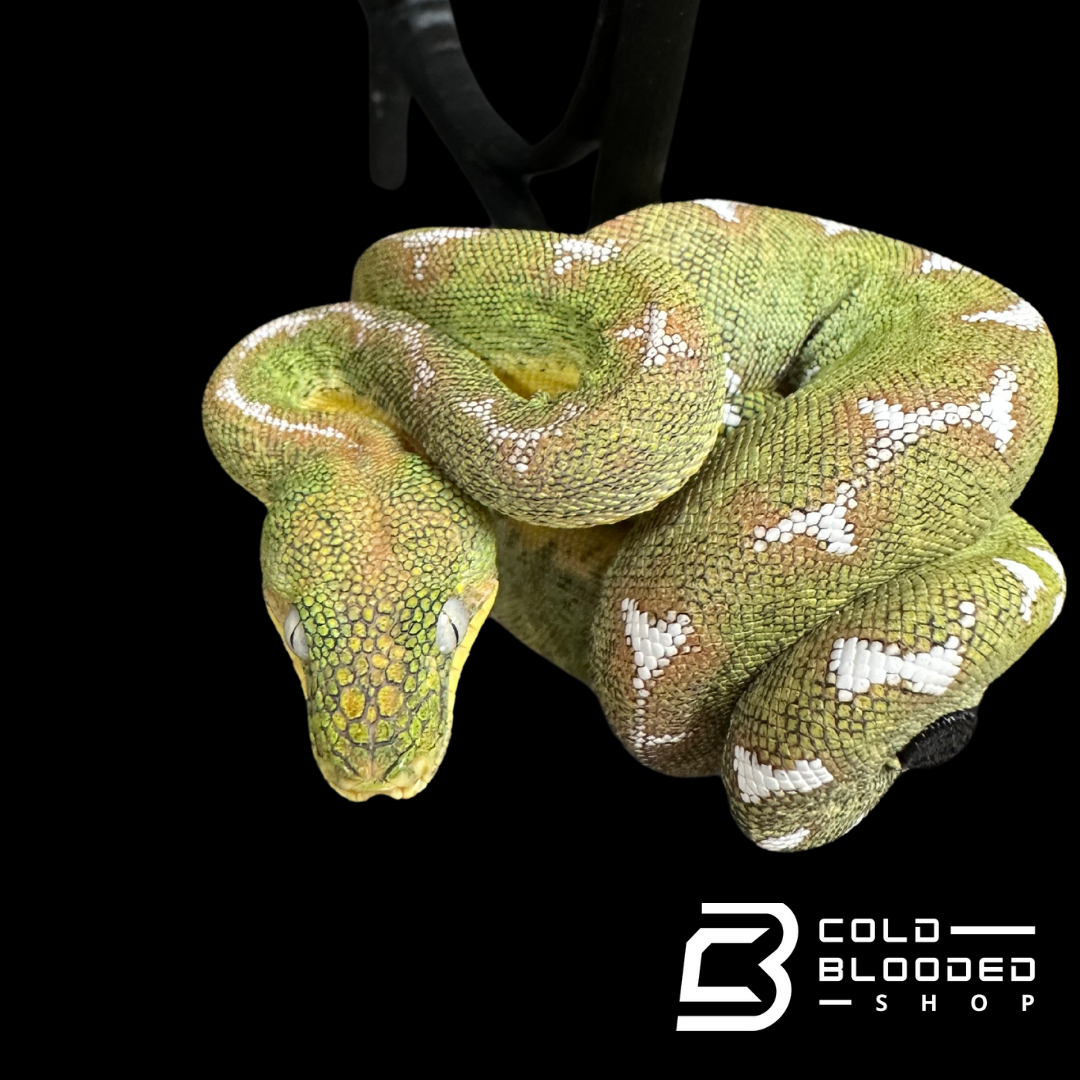 Amazon Basin Emerald tree boa female #5 - Corallus Batesii