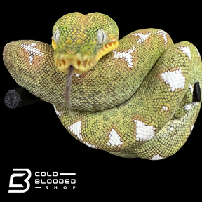 Amazon Basin Emerald tree boa female #5 - Corallus Batesii
