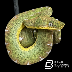 Amazon Basin Emerald tree boa female #5 - Corallus Batesii