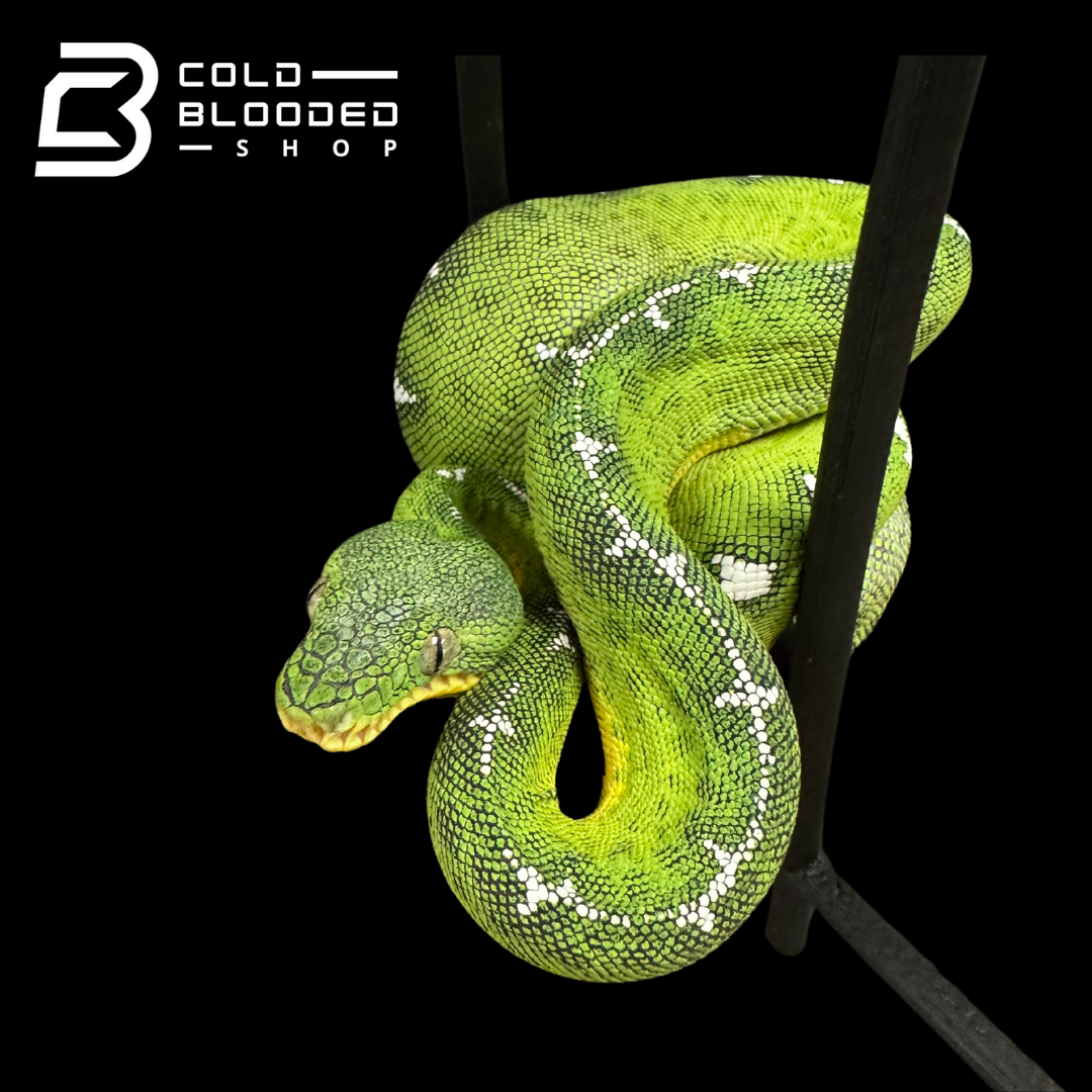 Amazon Basin Emerald tree boa female #3 - Corallus Batesii