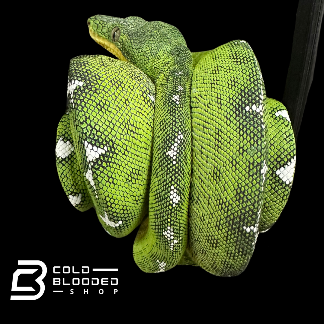 Amazon Basin Emerald tree boa female #3 - Corallus Batesii
