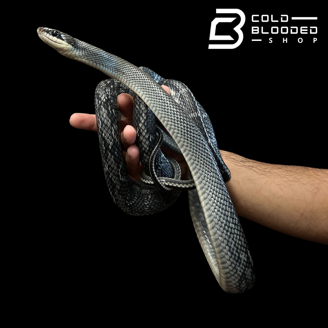 Blue Beauty Rat Snake - Orthriophis taeniurus callicyanous - Cold Blooded Shop