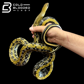 Adult Female Taiwan Beauty Rat Snake - Orthriophis taeniura - Cold Blooded Shop