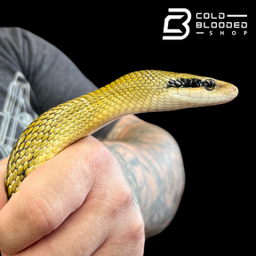 Adult Female Taiwan Beauty Rat Snake - Orthriophis taeniura - Cold Blooded Shop