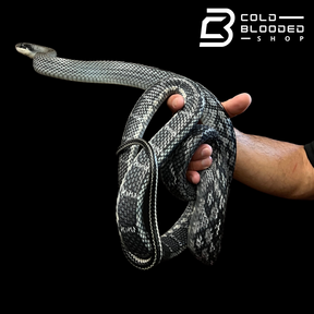 Blue Beauty Rat Snake - Orthriophis taeniurus callicyanous - Cold Blooded Shop
