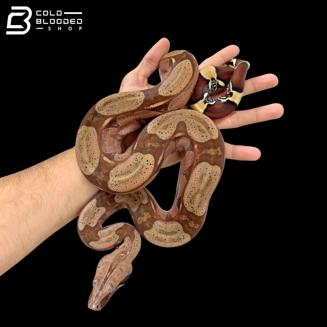 Suriname Red Tailed Boa Constrictors - Boa constrictor constrictor