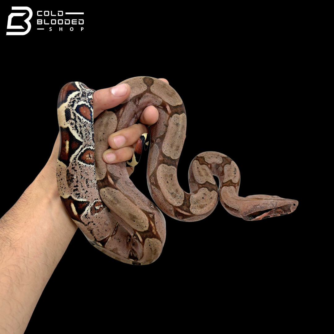 Suriname Red Tailed Boa Constrictors - Boa constrictor constrictor