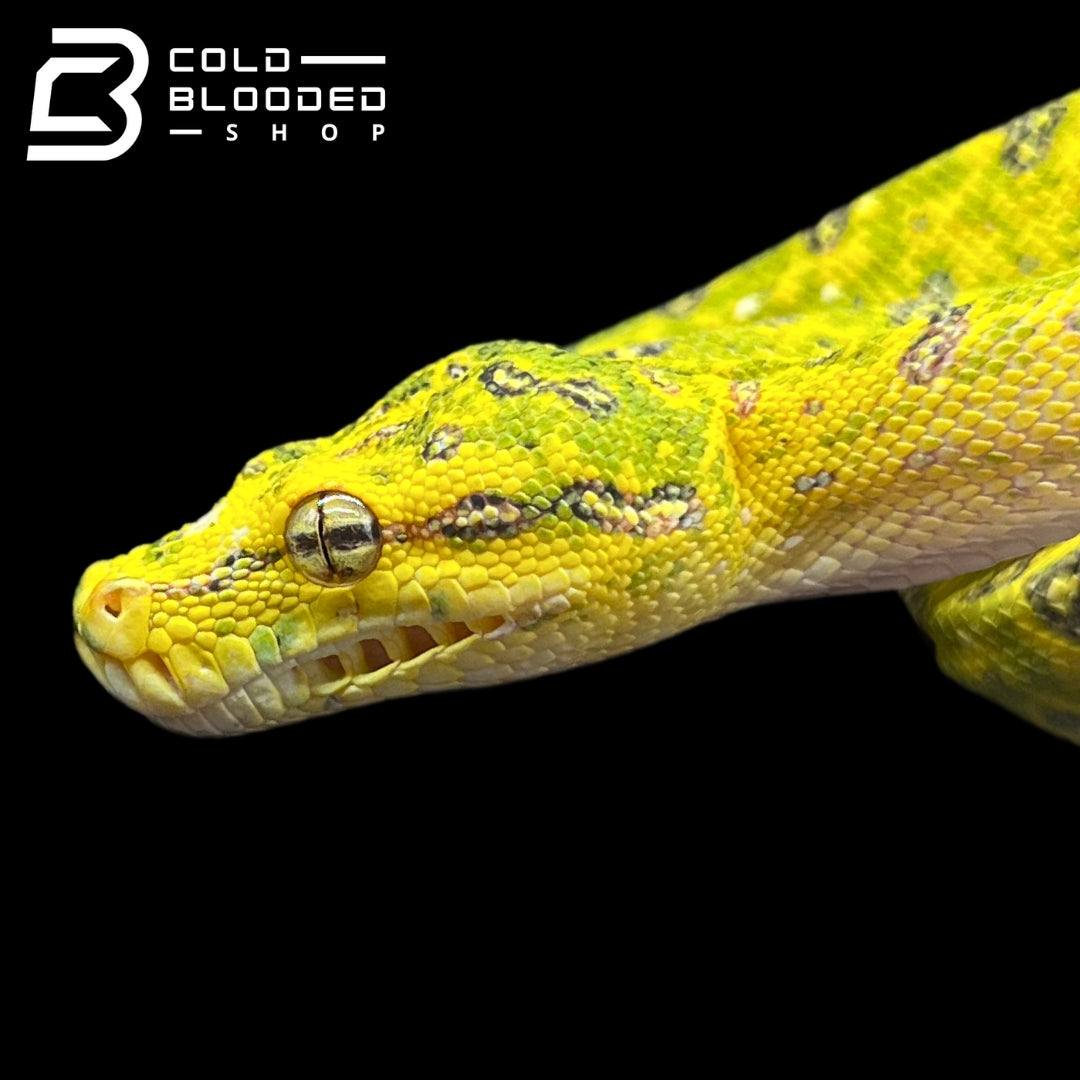 Female Juvenile Biak Green Tree Python - Morelia viridis