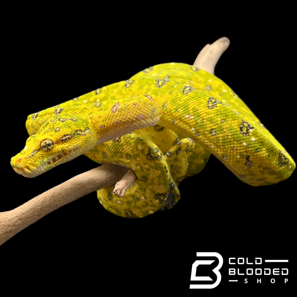 Green Python Juvenile Female Juvenile Biak Green Tree Python - Morelia viridis