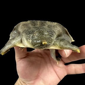 New Guinea giant softshell - Pelochelys bibroni